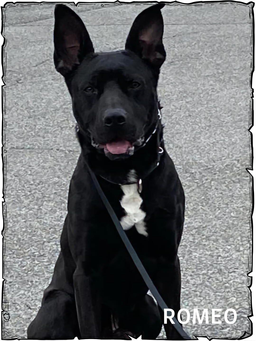 Romeo, Adoptable, Young Male German Shepherd Dog.