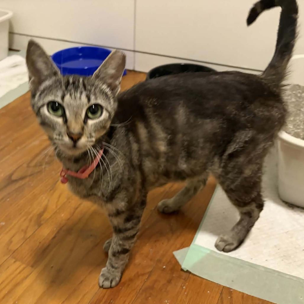 Enlarge Ms Autozone, a Adoptable Domestic Short Hair in Wilmington, NC image 1/2