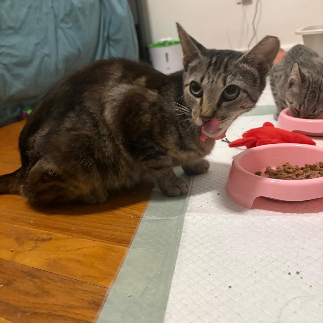 Enlarge Ms Autozone, a Adoptable Domestic Short Hair in Wilmington, NC image 2/2