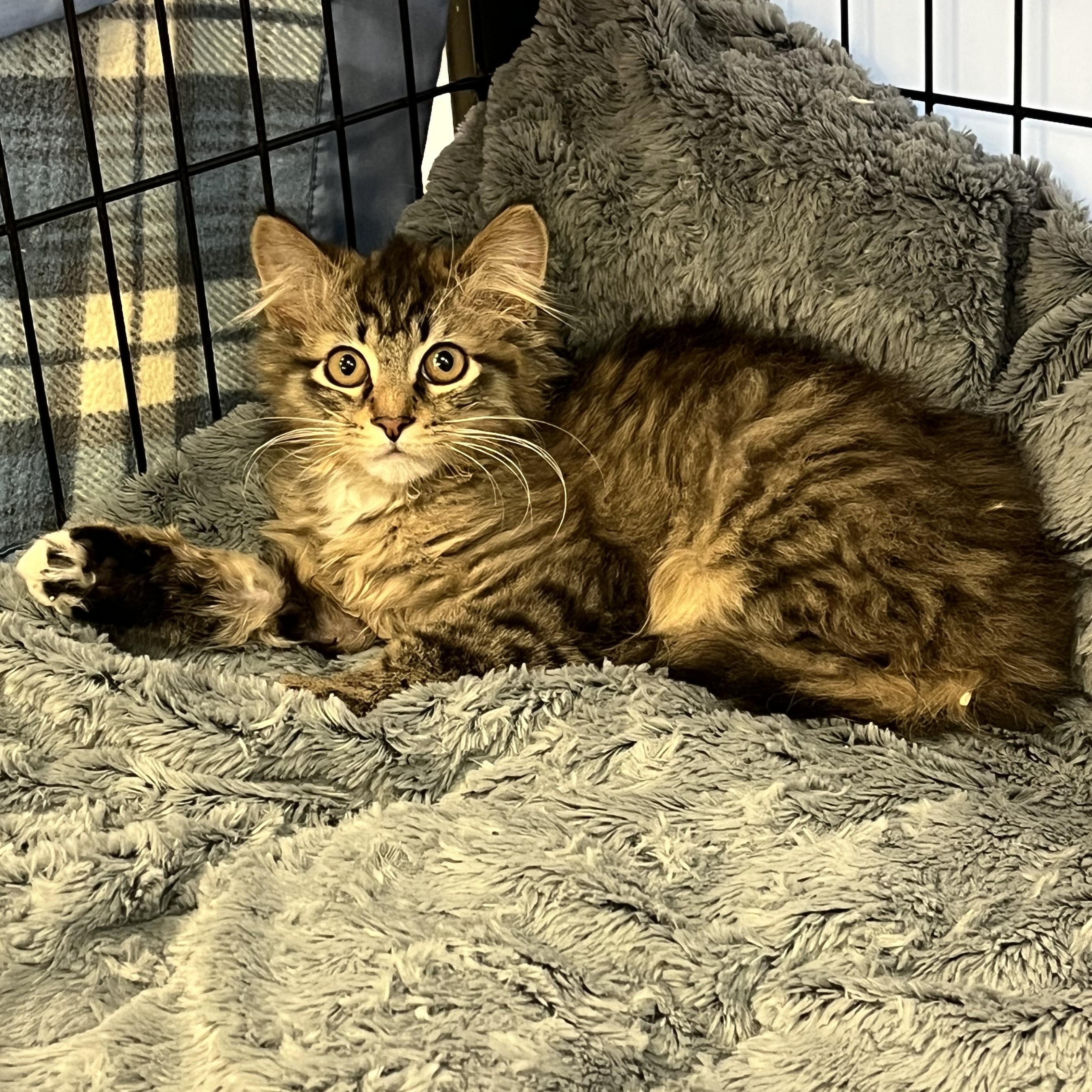 Enlarge Dust Bunny, an adopted Domestic Medium Hair in Gresham, OR image 3/4