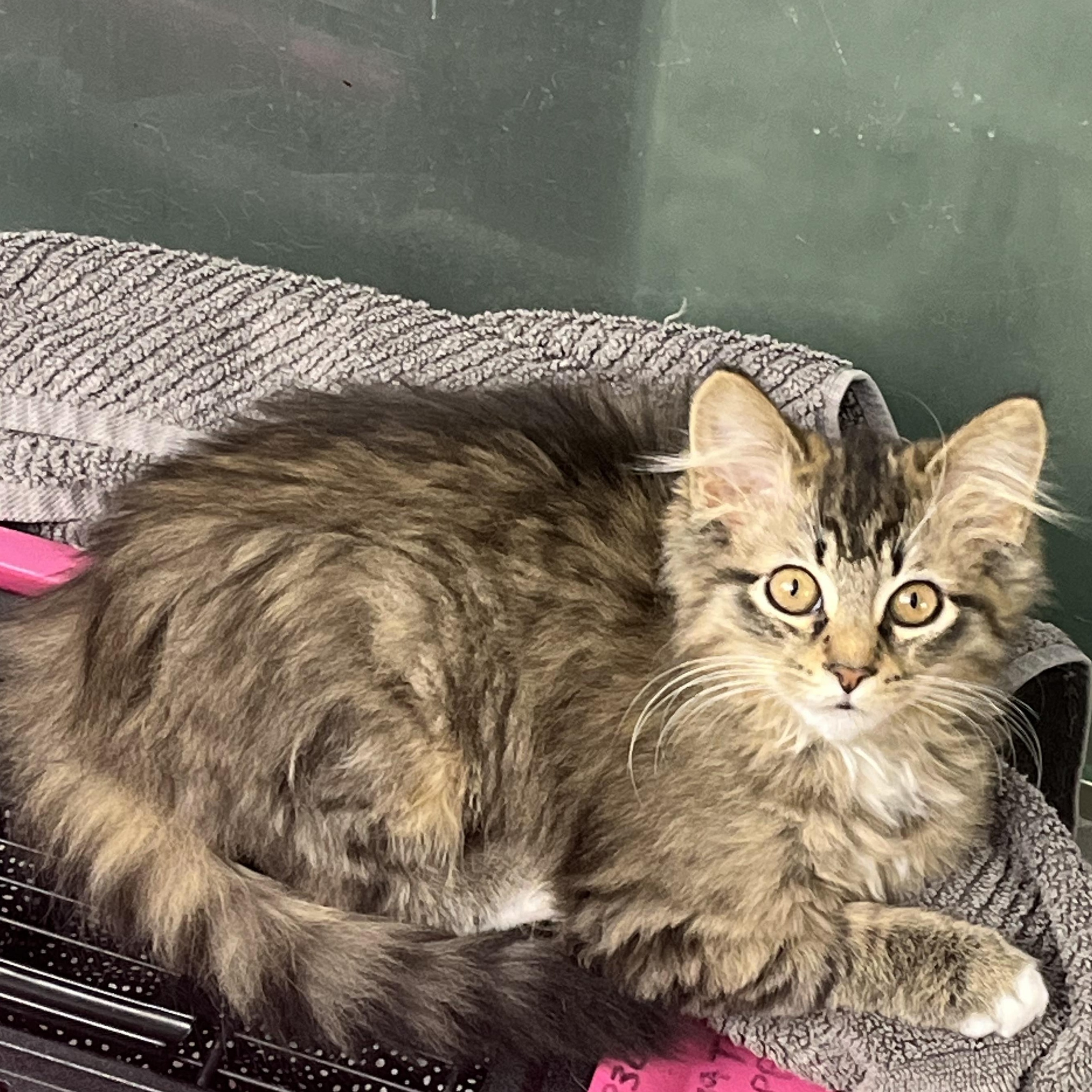 Enlarge Dust Bunny, an adopted Domestic Medium Hair in Gresham, OR image 2/4