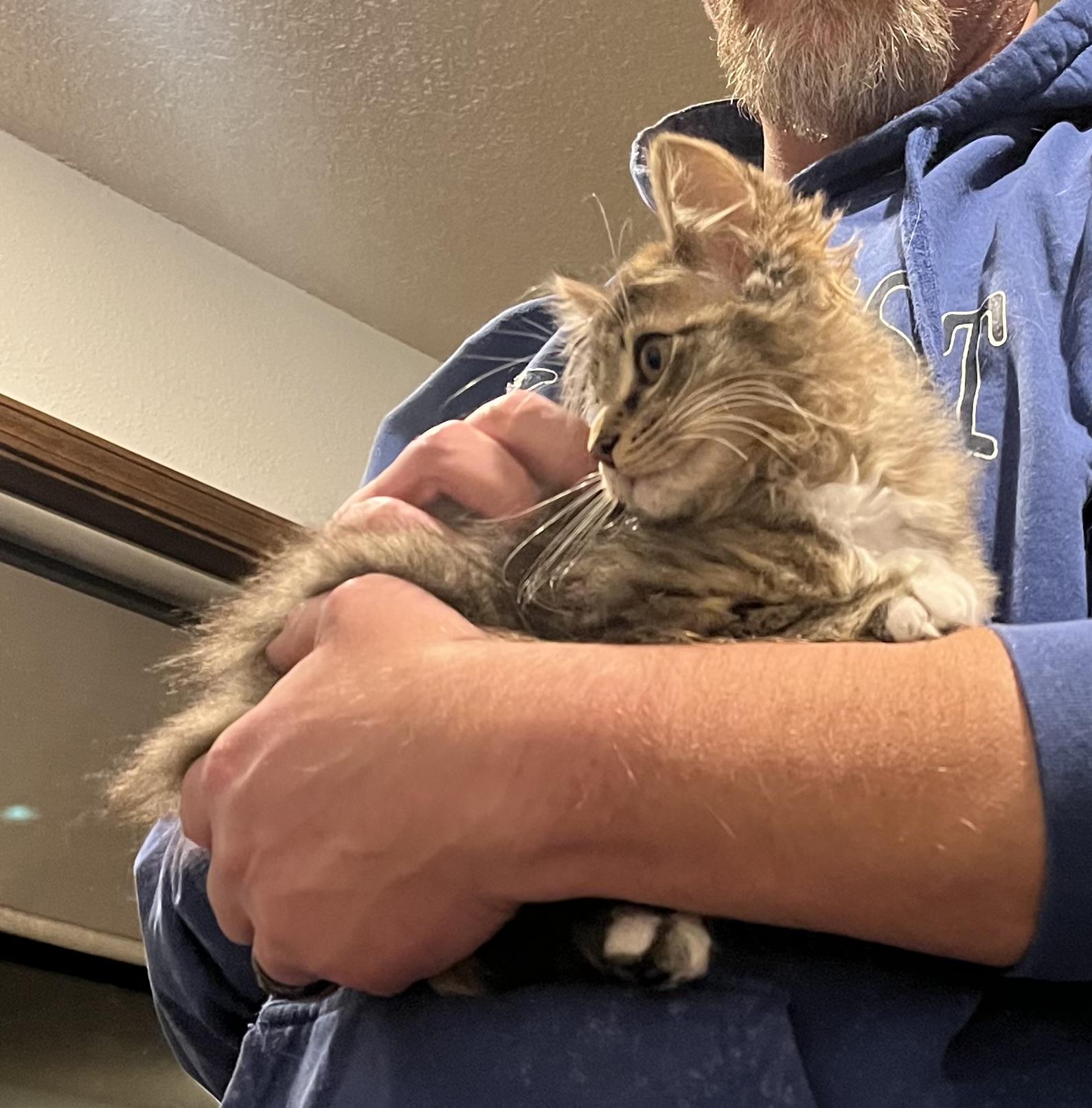 Dust Bunny, adopted, Kitten Female Domestic Medium Hair.