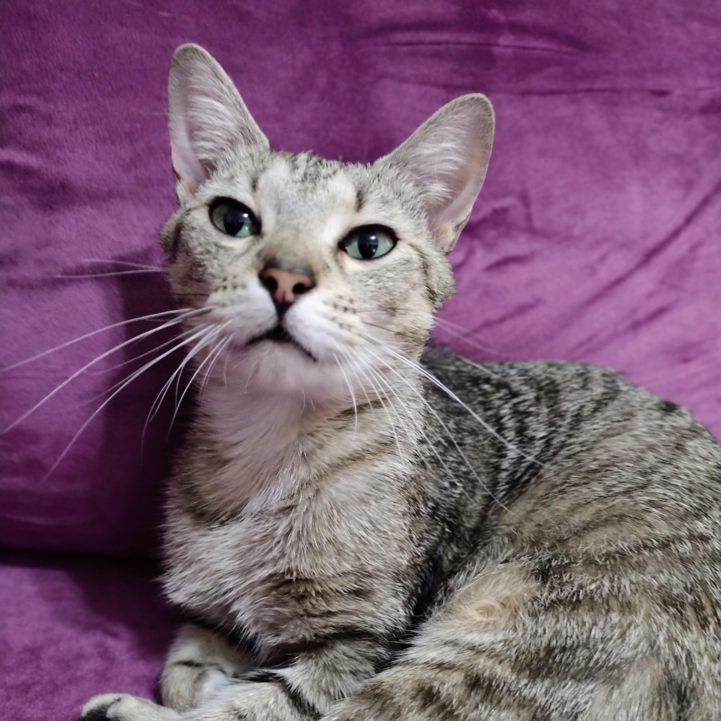 Tifa, Adoptable, Young Female Domestic Short Hair & Abyssinian.