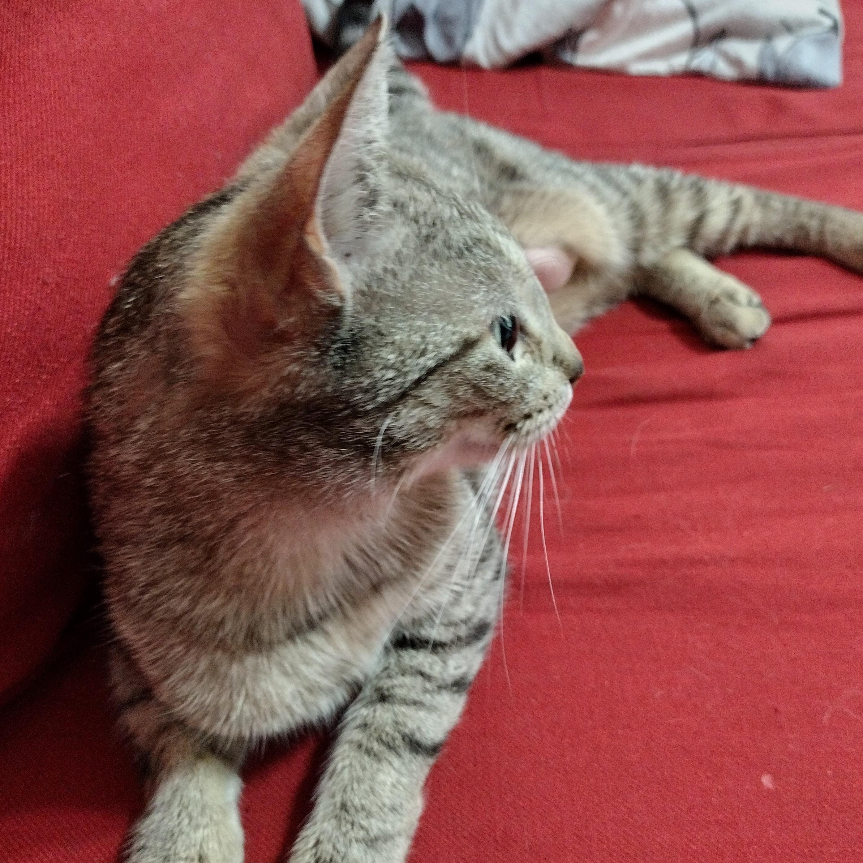 Tifa, a Adoptable mixed breed in Brooklyn, NY image 3/3