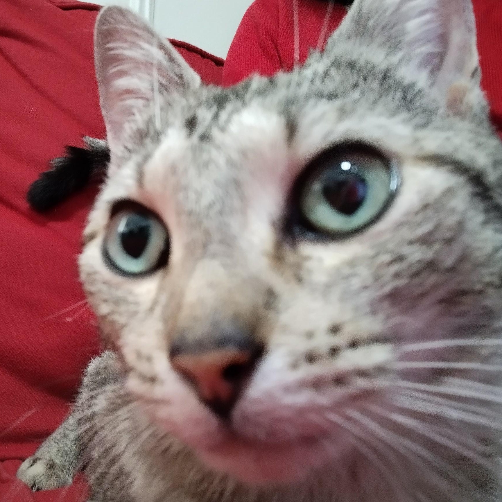 Tifa, Adoptable, Young Female Domestic Short Hair & Abyssinian.