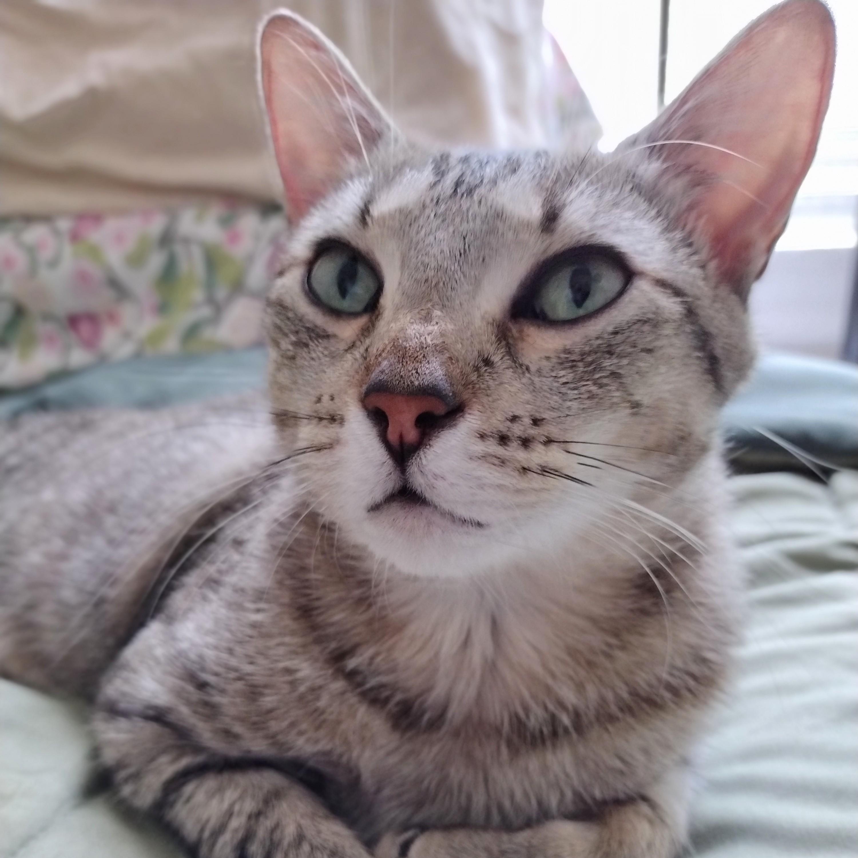 Tifa, Adoptable, Young Female Domestic Short Hair & Abyssinian.