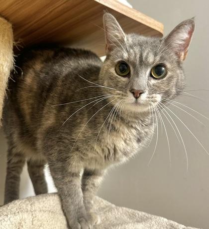 Enlarge Sylvie, a Adoptable mixed breed in Wilkesboro, NC image 1/3