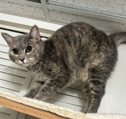 Enlarge Sylvie, a Adoptable mixed breed in Wilkesboro, NC image 2/3