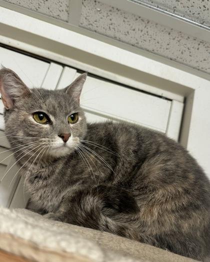 Enlarge Sylvie, a Adoptable mixed breed in Wilkesboro, NC image 3/3
