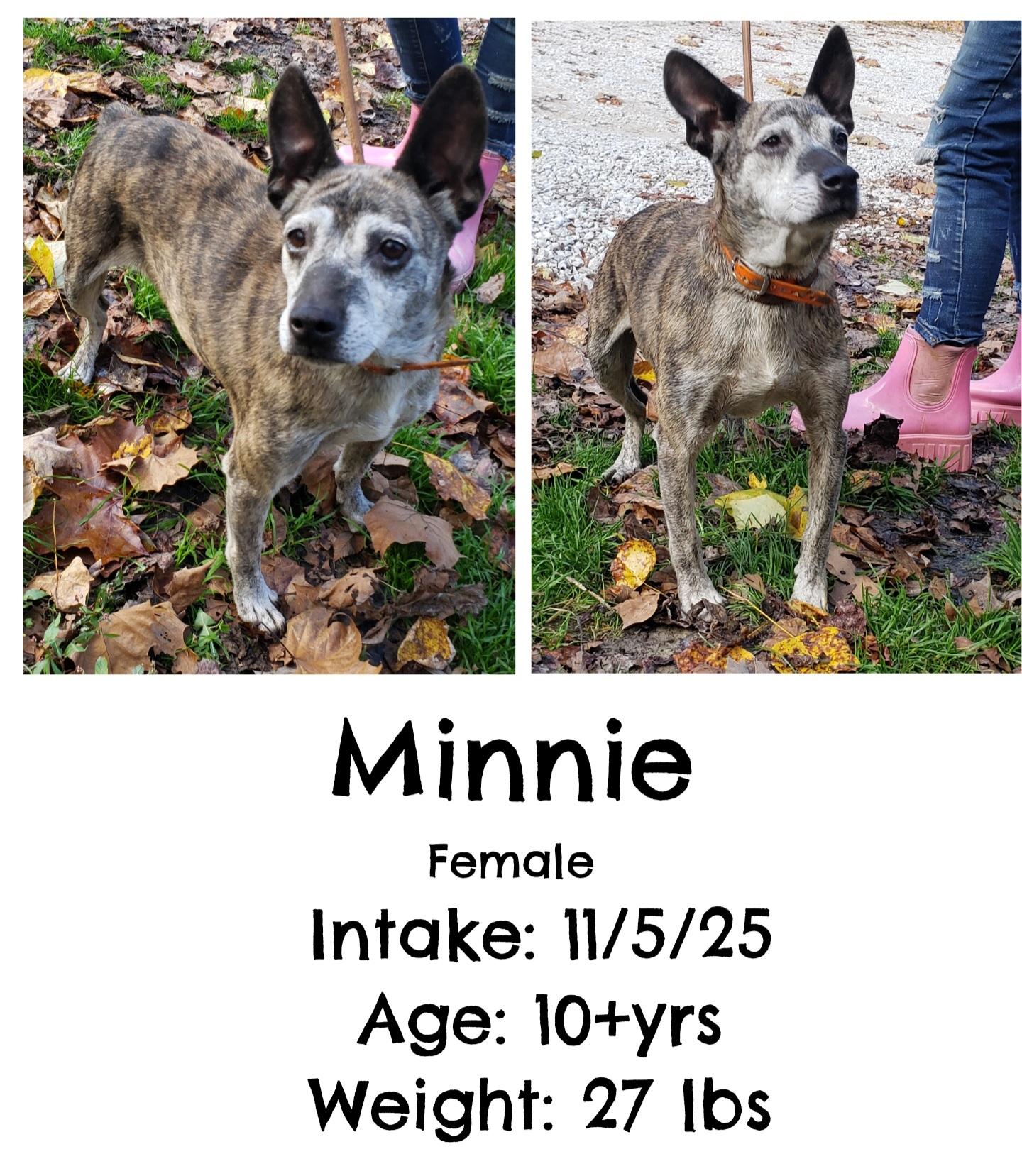 Enlarge Minnie, a Adoptable mixed breed in Staffordsville, KY image 1/1