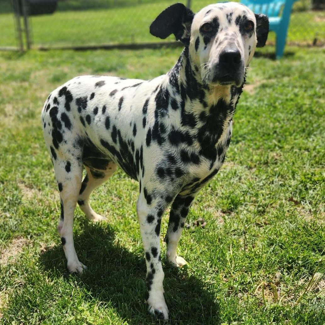 Enlarge Sky, a ADOPTABLE Dalmatian in Stanley, VA image 3/3