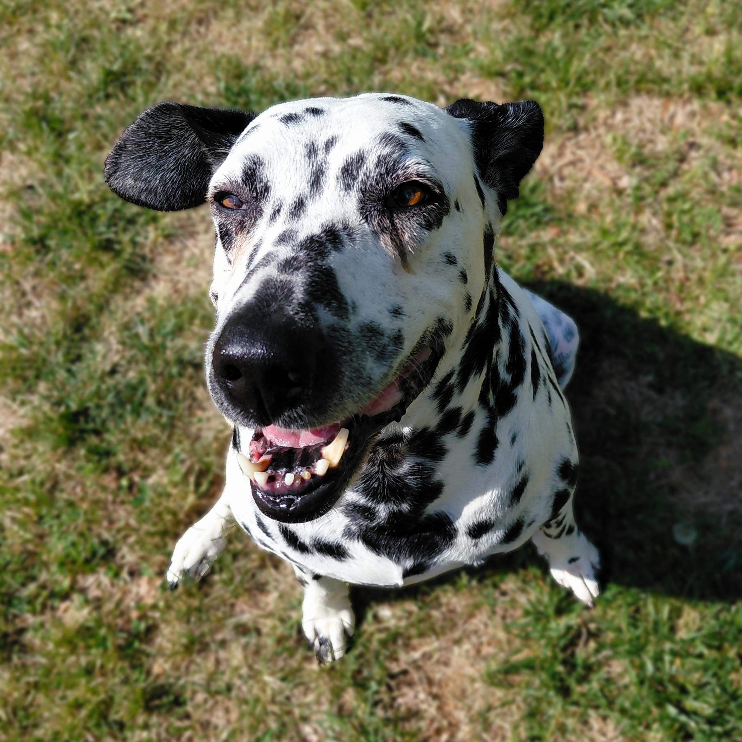 Sky, adopted, Senior Female Dalmatian.