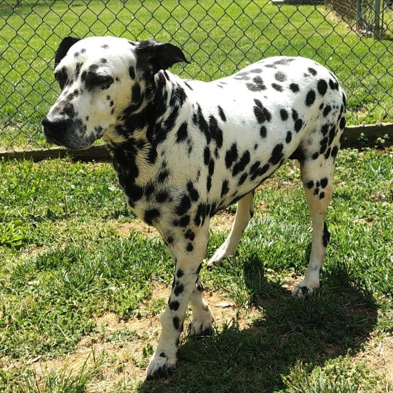 Enlarge Sky, a ADOPTABLE Dalmatian in Stanley, VA image 2/3
