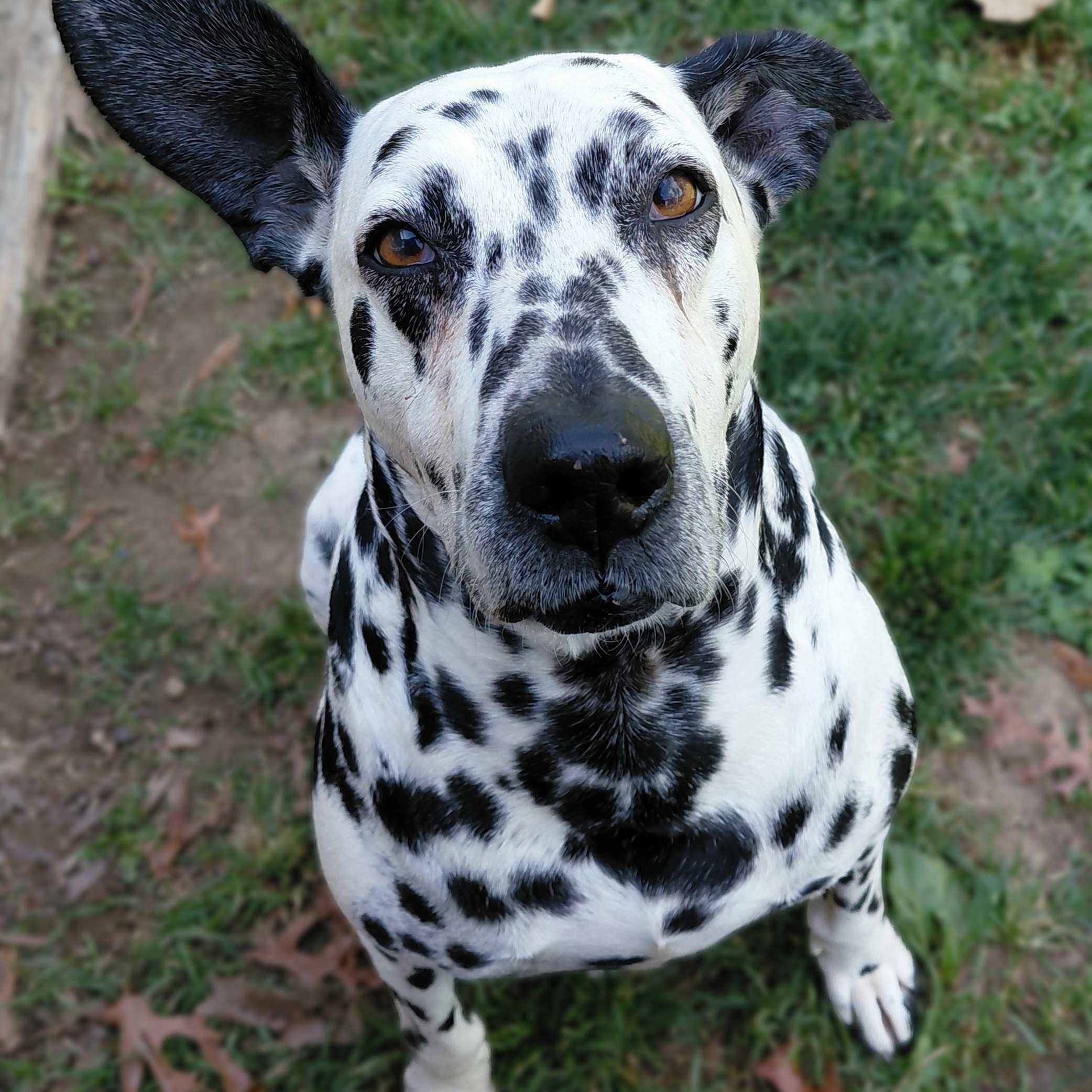 Sky, an adopted Dalmatian in Stanley, VA image 3/5