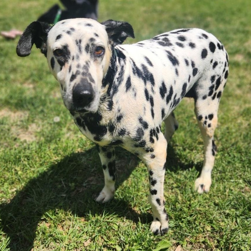 Enlarge Sky, a ADOPTABLE Dalmatian in Stanley, VA image 1/3