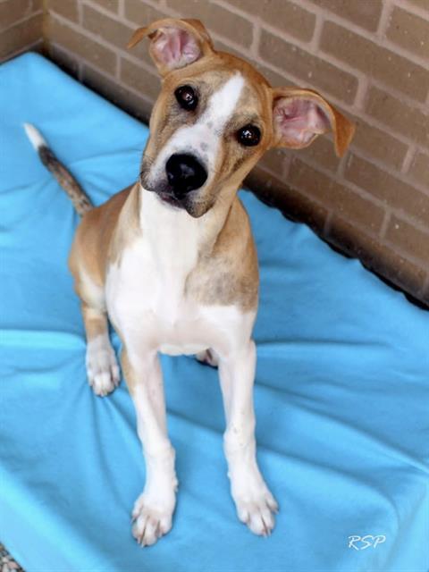 Enlarge NORMAN, a Adoptable mixed breed in Fort Wayne, IN image 1/1