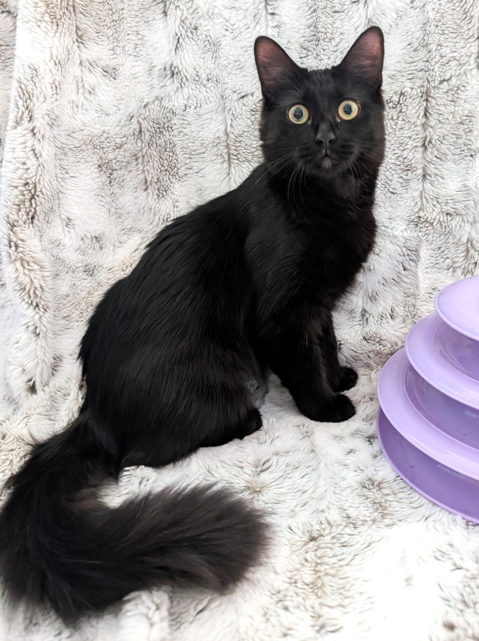 Shuri, Adoptable, Kitten Female Domestic Long Hair.