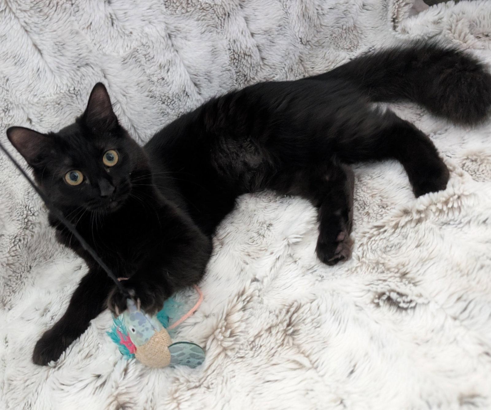 Shuri, a Adoptable Domestic Long Hair in Lighthouse Point, FL image 2/3