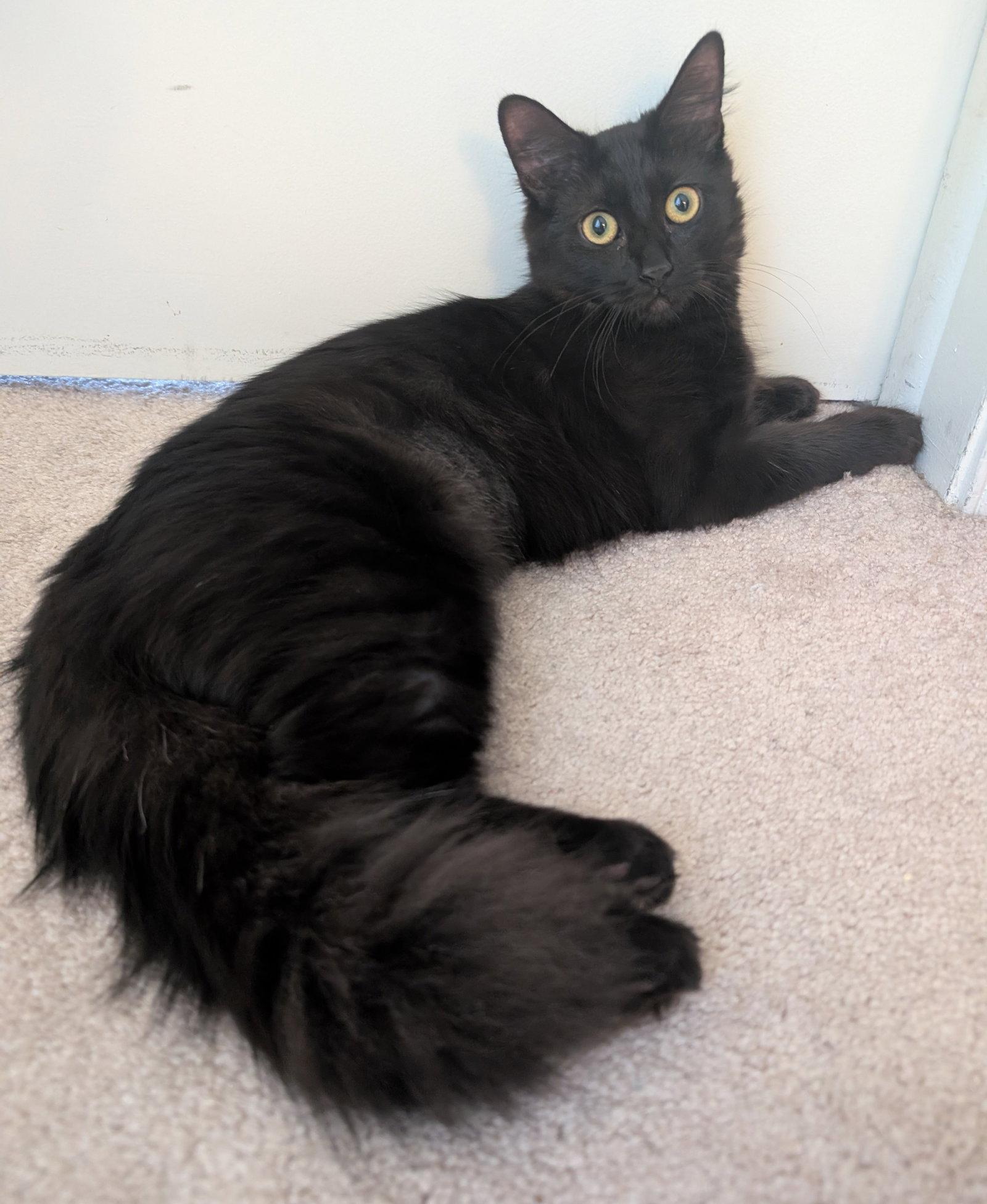 Shuri, a Adoptable Domestic Long Hair in Lighthouse Point, FL image 3/3