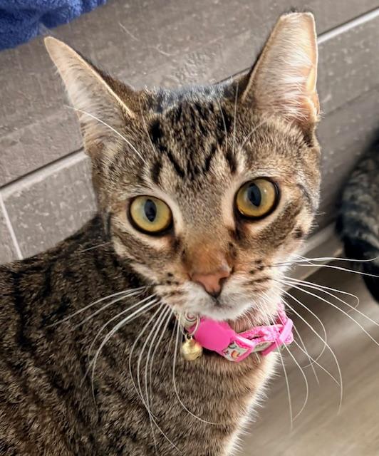 Enlarge Maple, a ADOPTABLE Domestic Short Hair in Panama City Beach, FL image 1/4