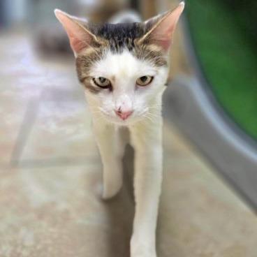 Merry Christy, Adoptable, Young Female Domestic Short Hair.