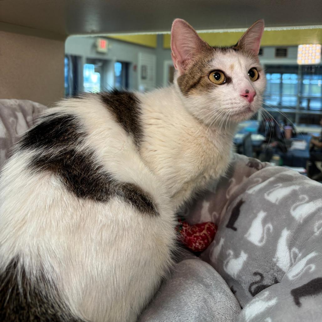 Enlarge Merry Christy, a Adoptable Domestic Short Hair in Galveston, TX image 2/4