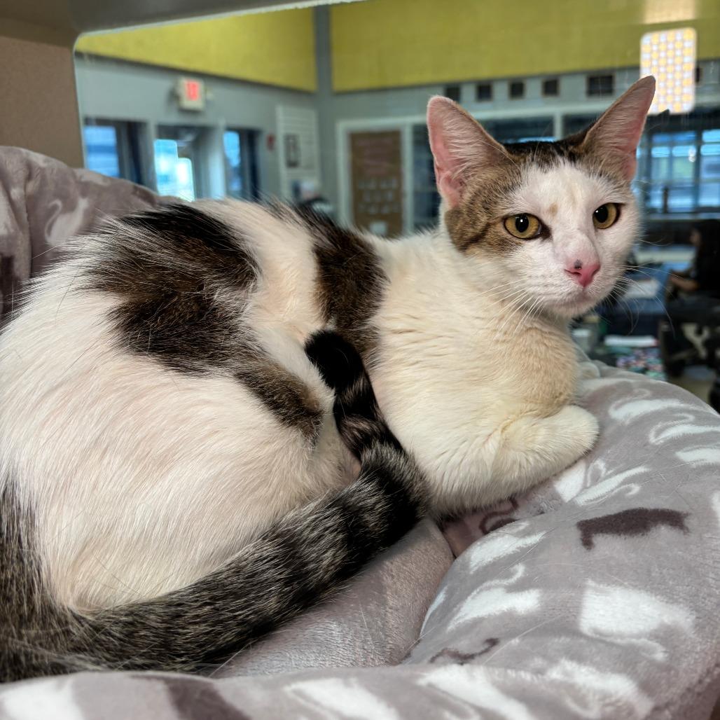 Enlarge Merry Christy, a Adoptable Domestic Short Hair in Galveston, TX image 3/4