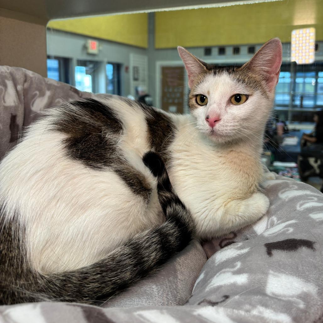 Enlarge Merry Christy, a Adoptable Domestic Short Hair in Galveston, TX image 4/4