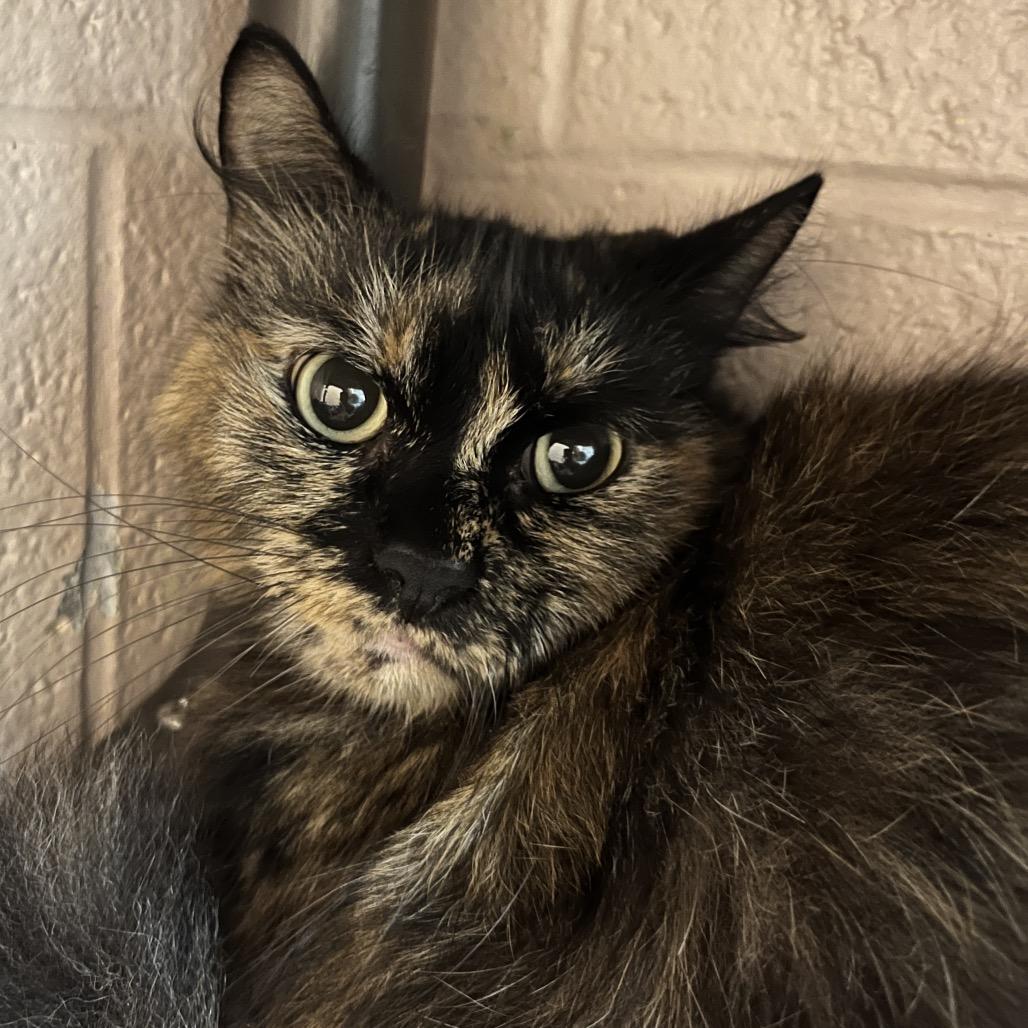 Enlarge Eggroll, a Adoptable Domestic Medium Hair in Owosso, MI image 1/3