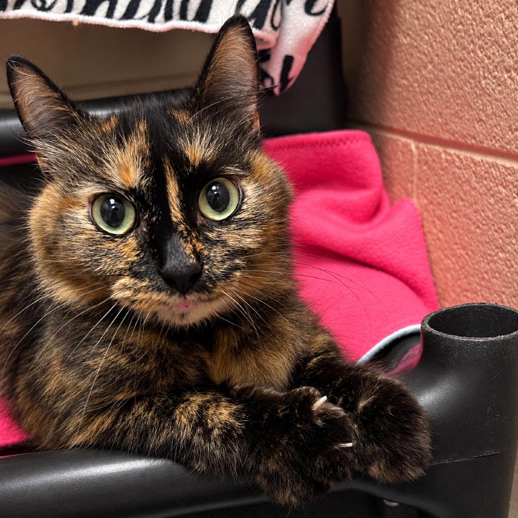 Enlarge Eggroll, a Adoptable Domestic Medium Hair in Owosso, MI image 2/3