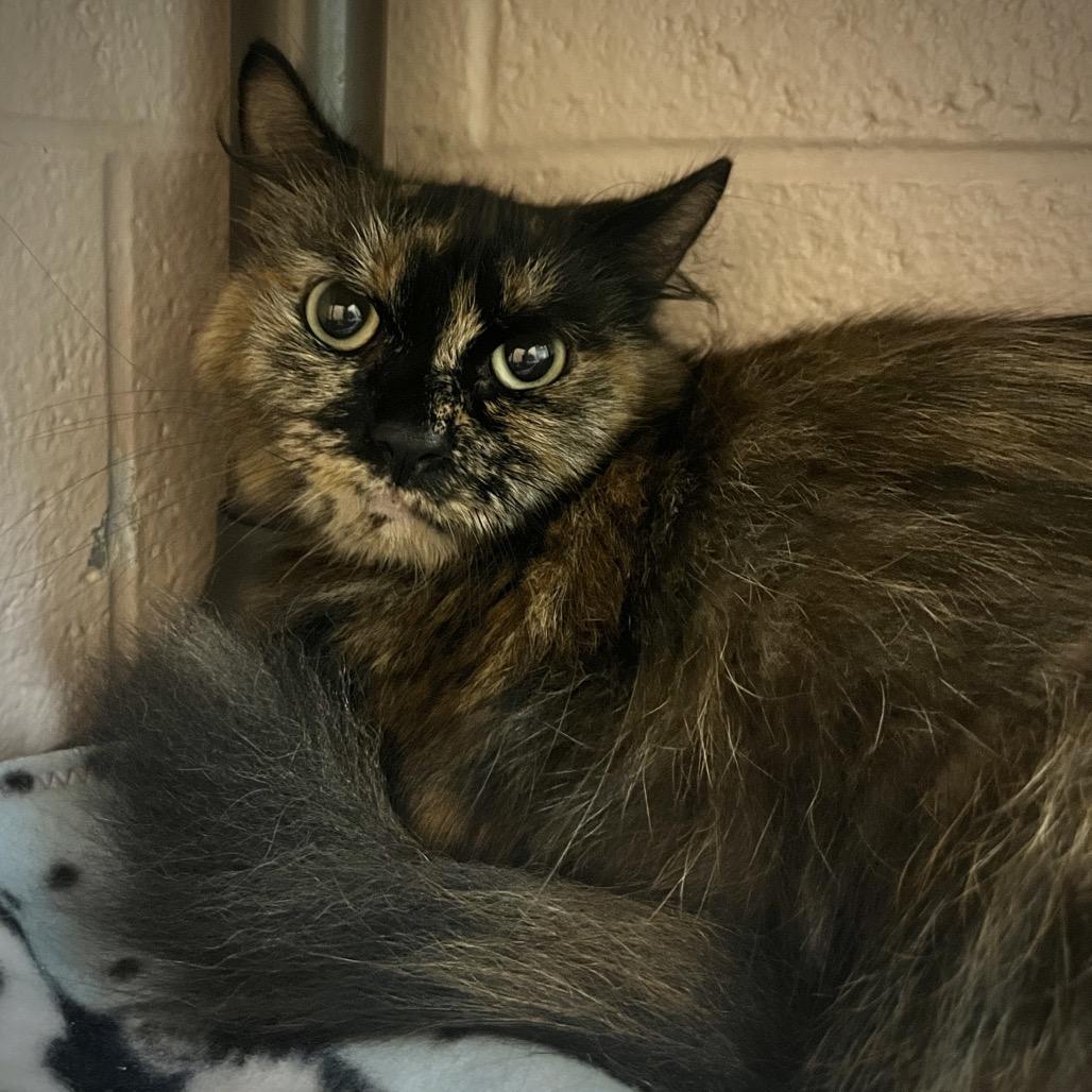 Enlarge Eggroll, a Adoptable Domestic Medium Hair in Owosso, MI image 3/3