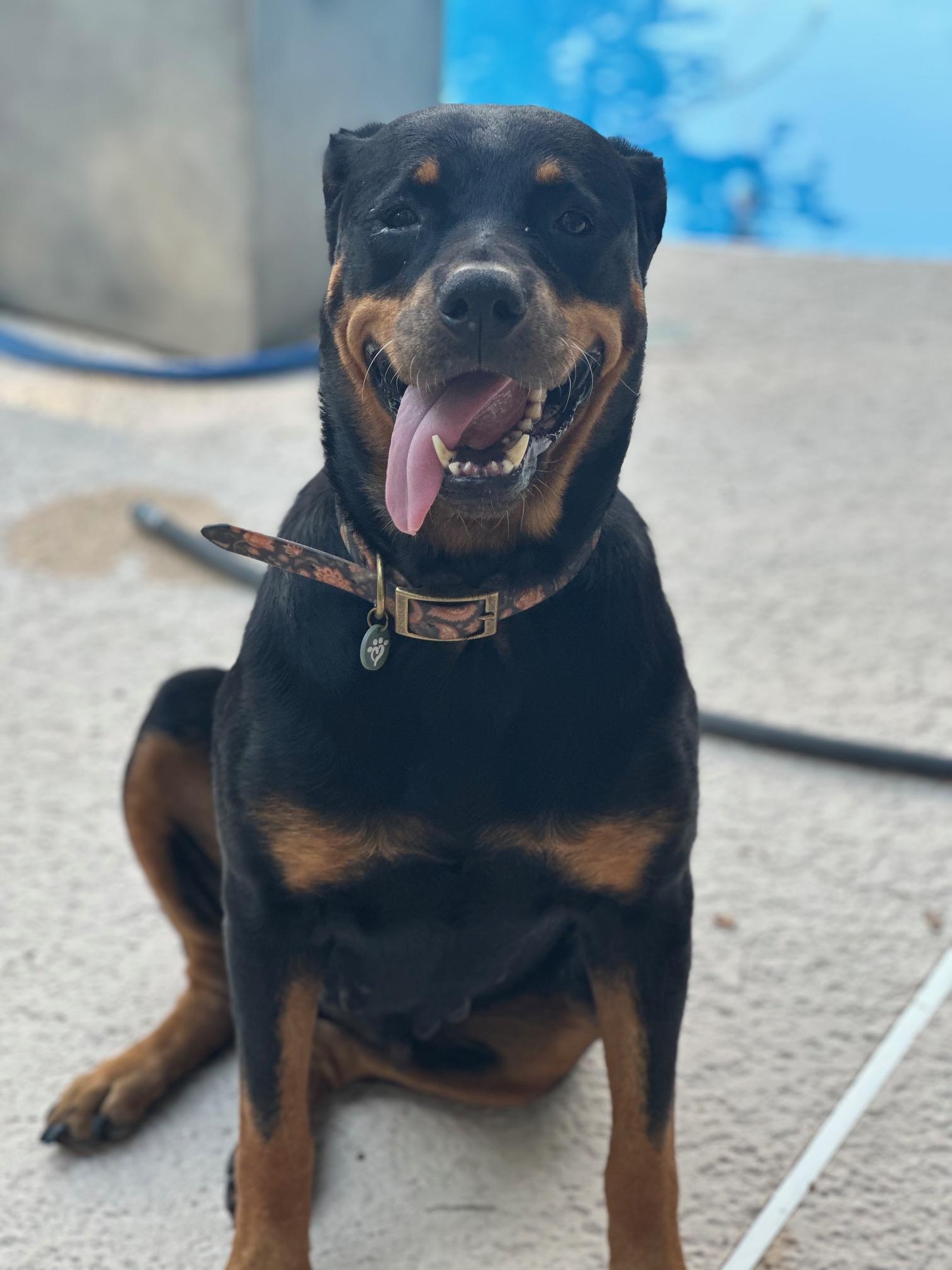 Josie, a ADOPTABLE Rottweiler in Jesup, GA image 1/6