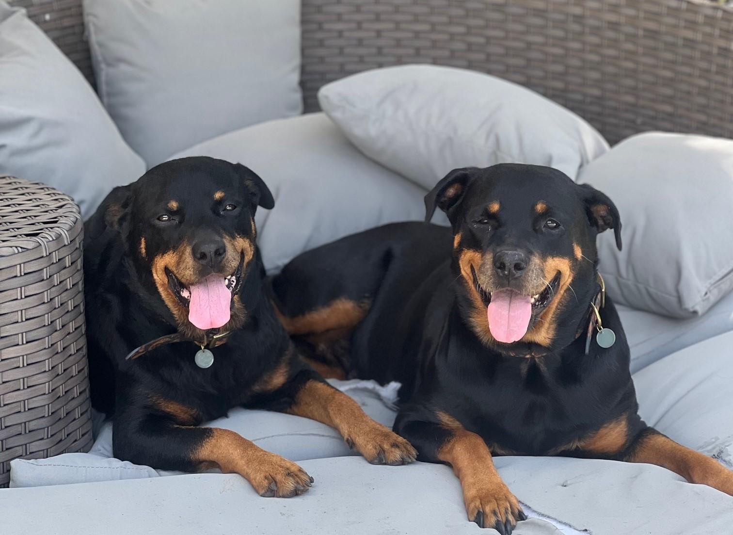 Josie, a ADOPTABLE Rottweiler in Jesup, GA image 6/6