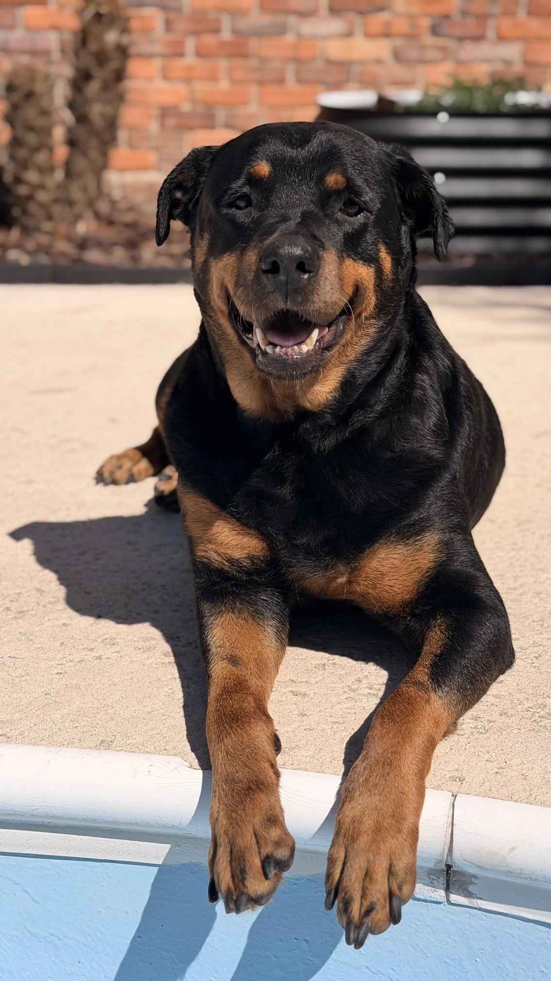 Josie, a ADOPTABLE Rottweiler in Jesup, GA image 2/6