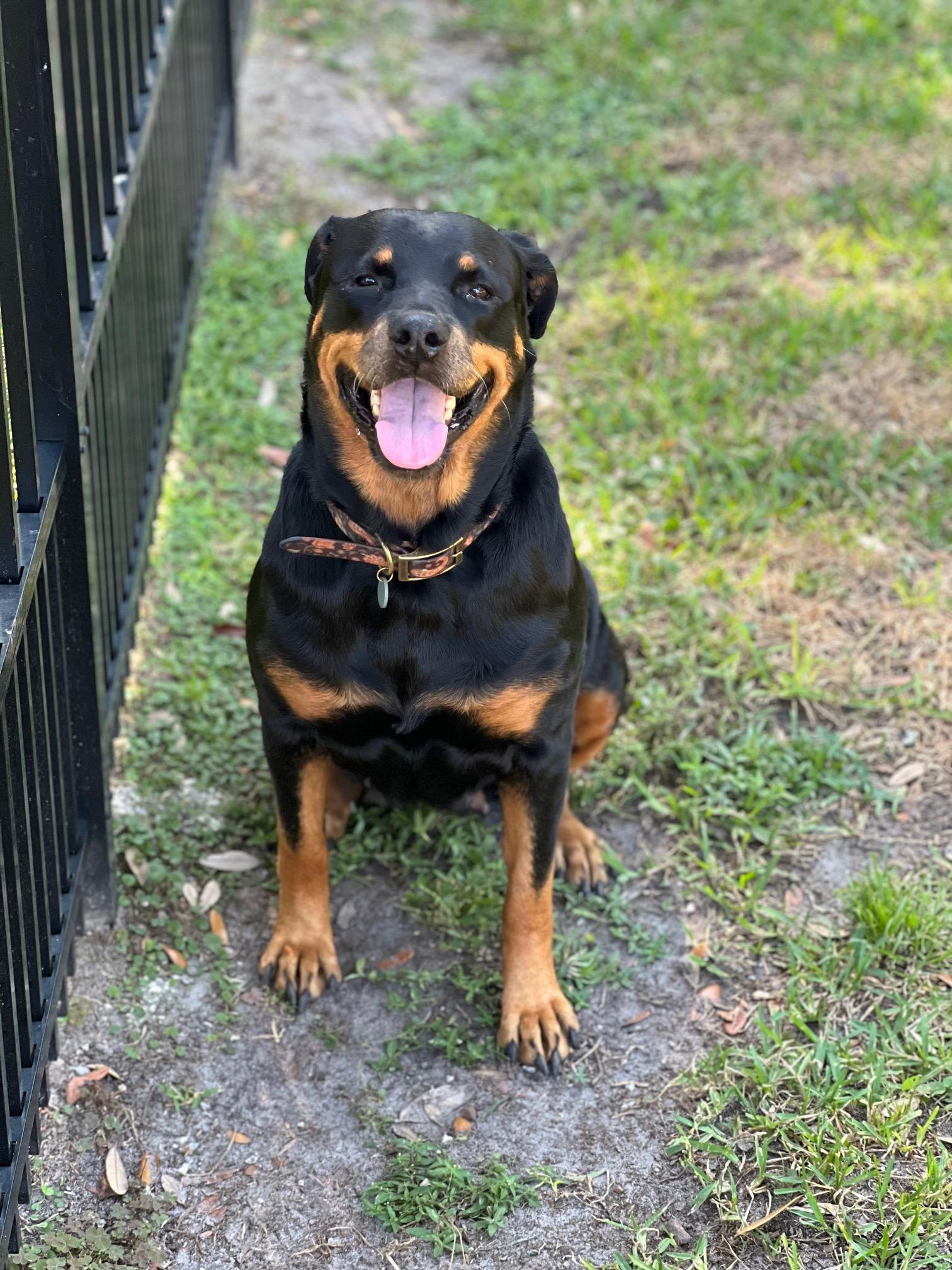 Josie, a ADOPTABLE Rottweiler in Jesup, GA image 5/6