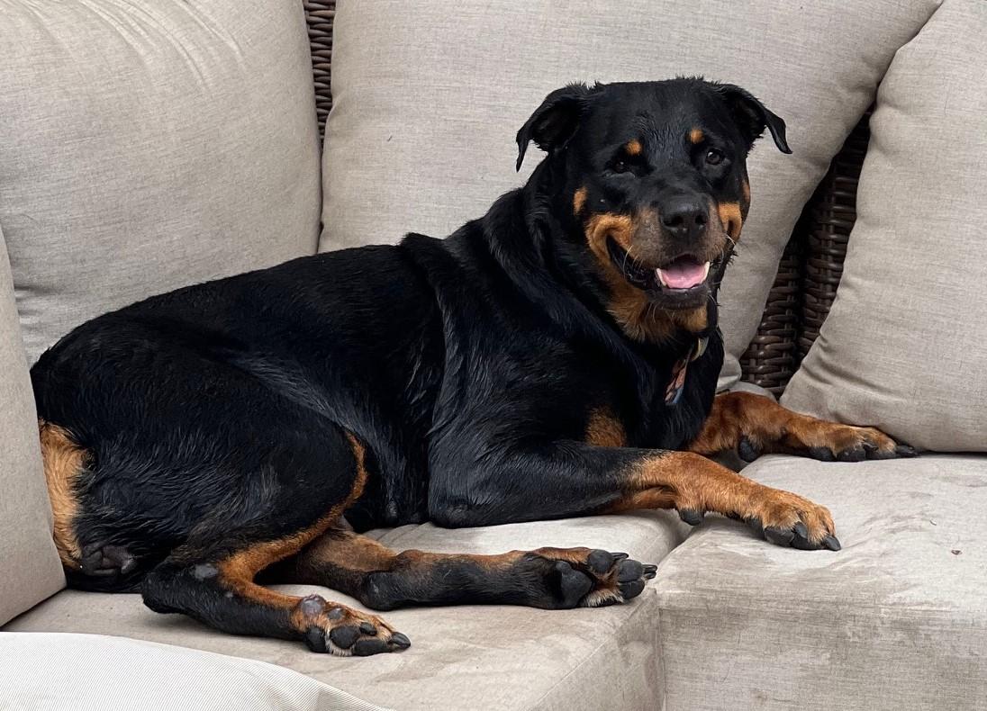 Josie, a ADOPTABLE Rottweiler in Jesup, GA image 3/6