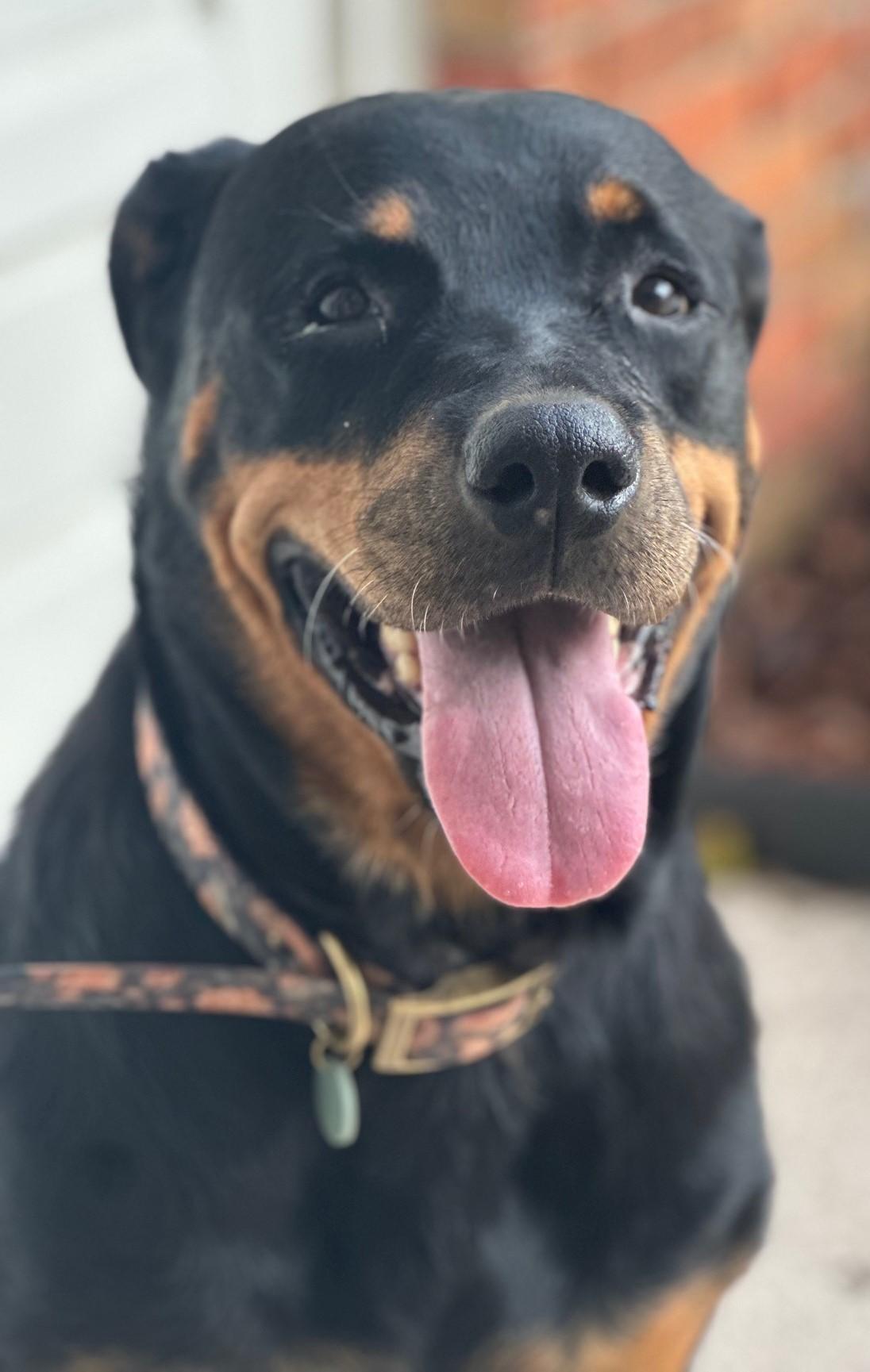 Josie, a ADOPTABLE Rottweiler in Jesup, GA image 4/6
