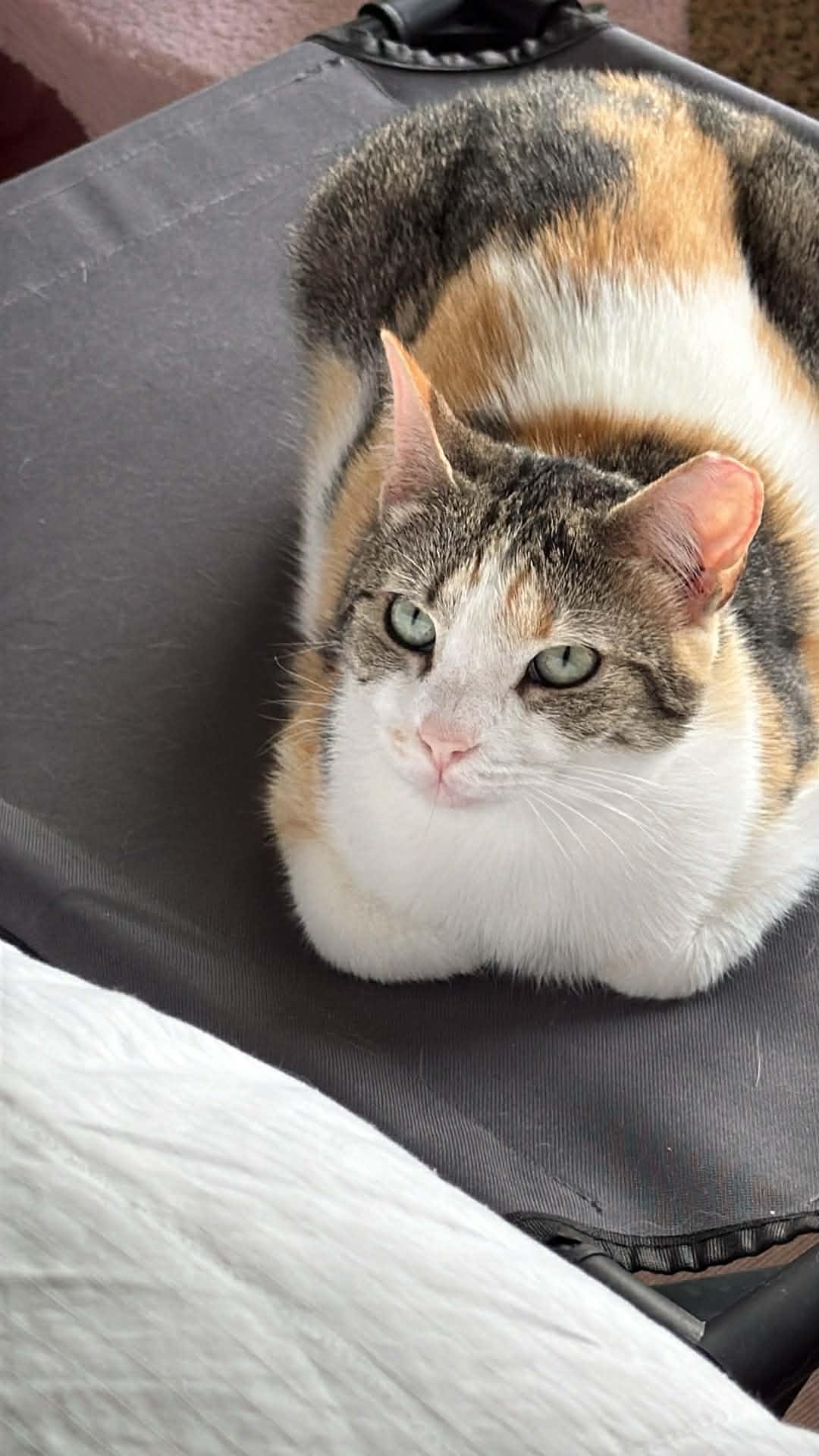 Laverne, ADOPTABLE, Young Female Domestic Short Hair.