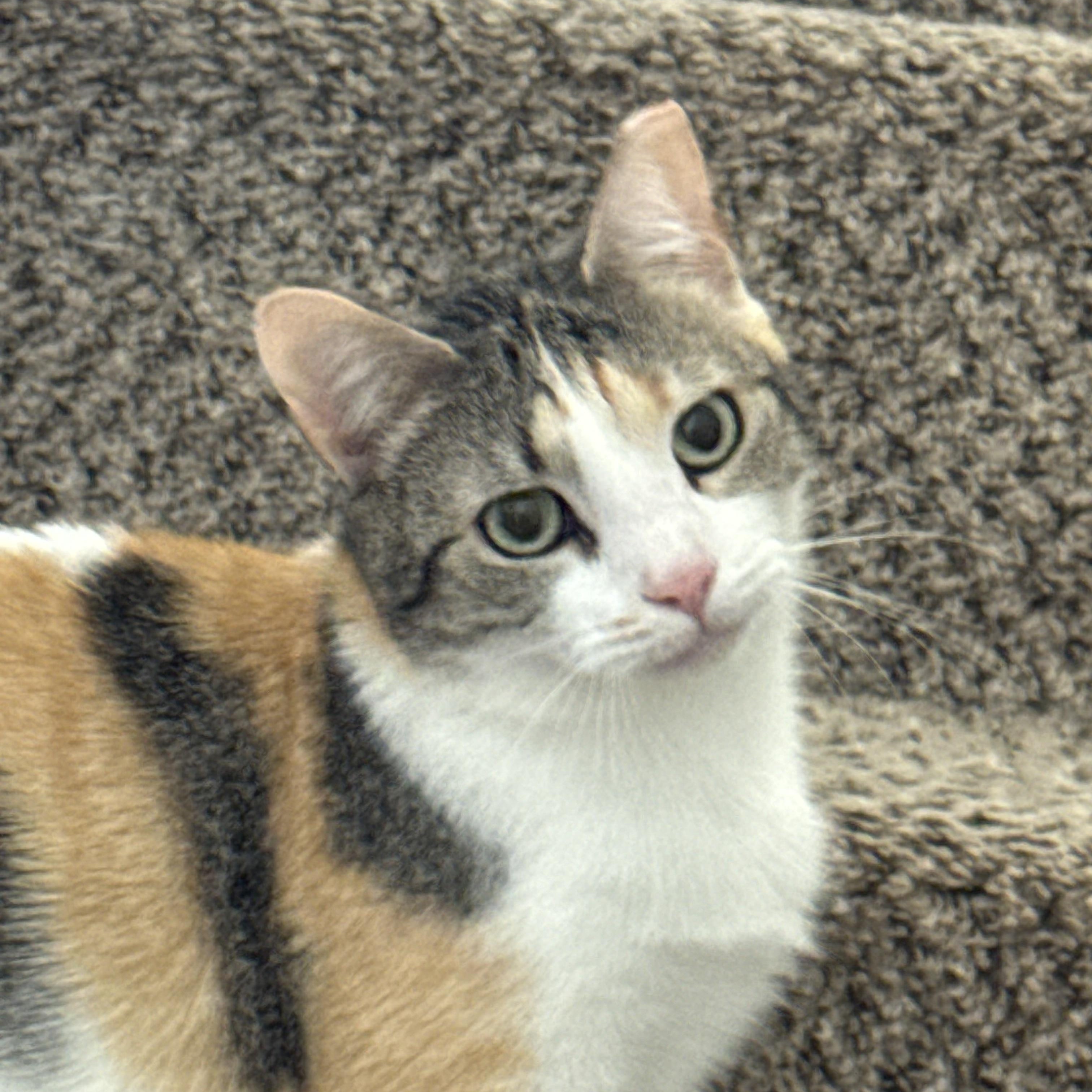 Enlarge Laverne, a ADOPTABLE Domestic Short Hair in Charlotte, NC image 2/2