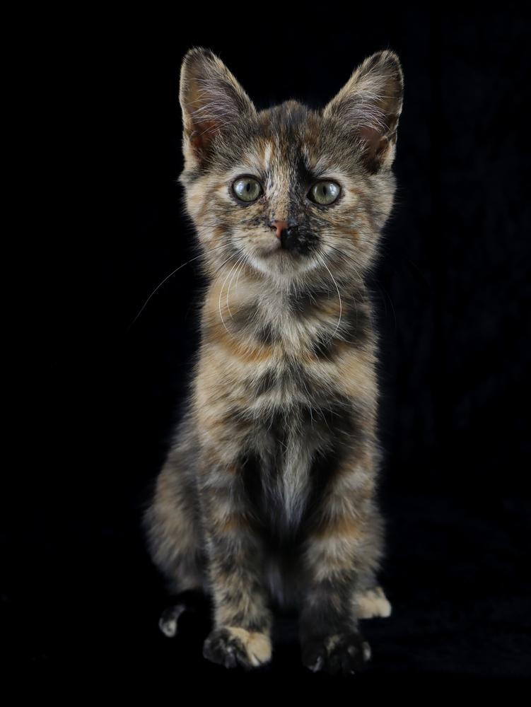 Enlarge Little Rock, a Adoptable Domestic Short Hair in Lewisburg, TN image 1/1