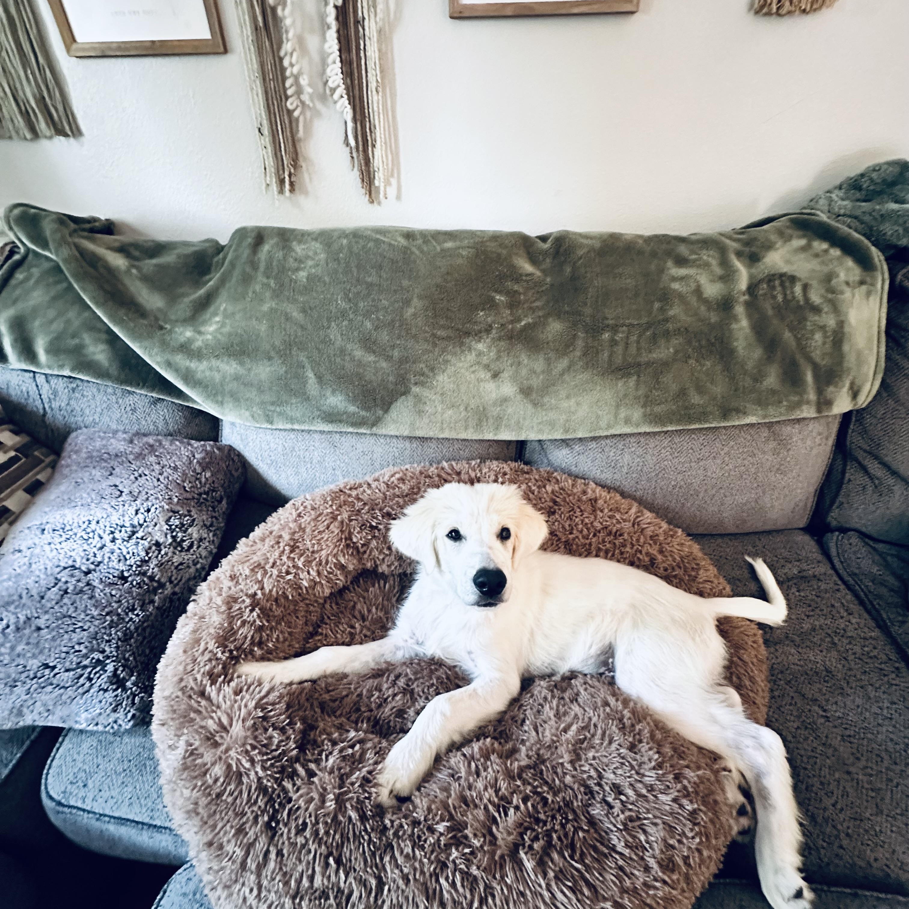 Ghost, an adopted mixed breed in Denver, CO image 4/6