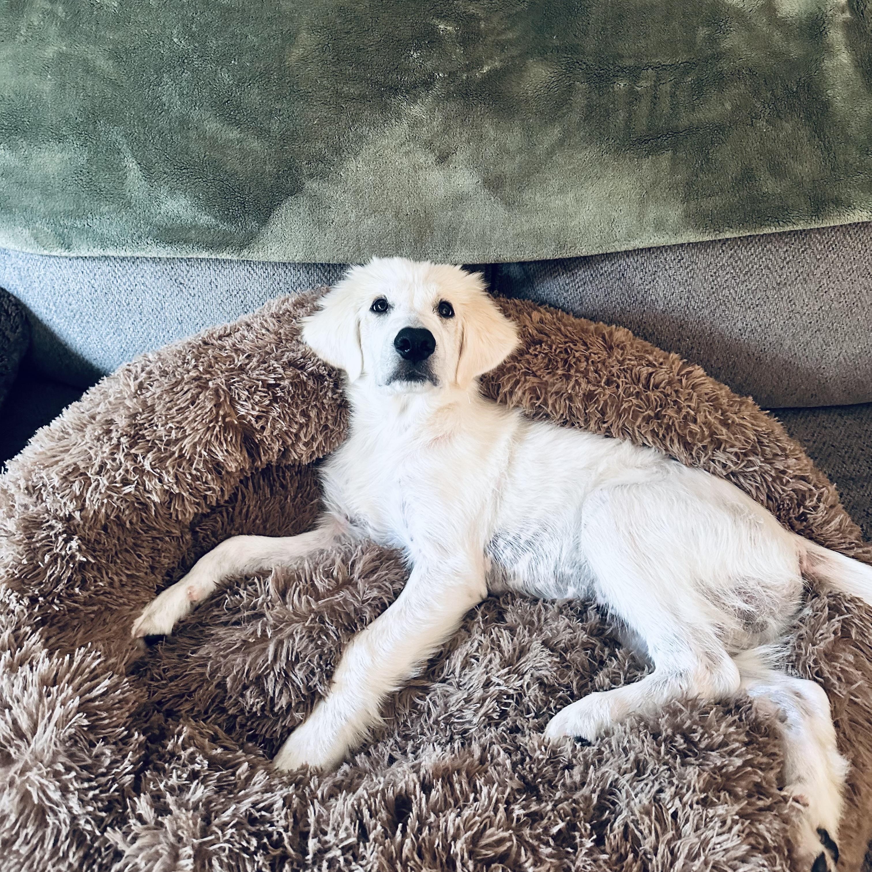 Ghost, an adopted mixed breed in Denver, CO image 6/6