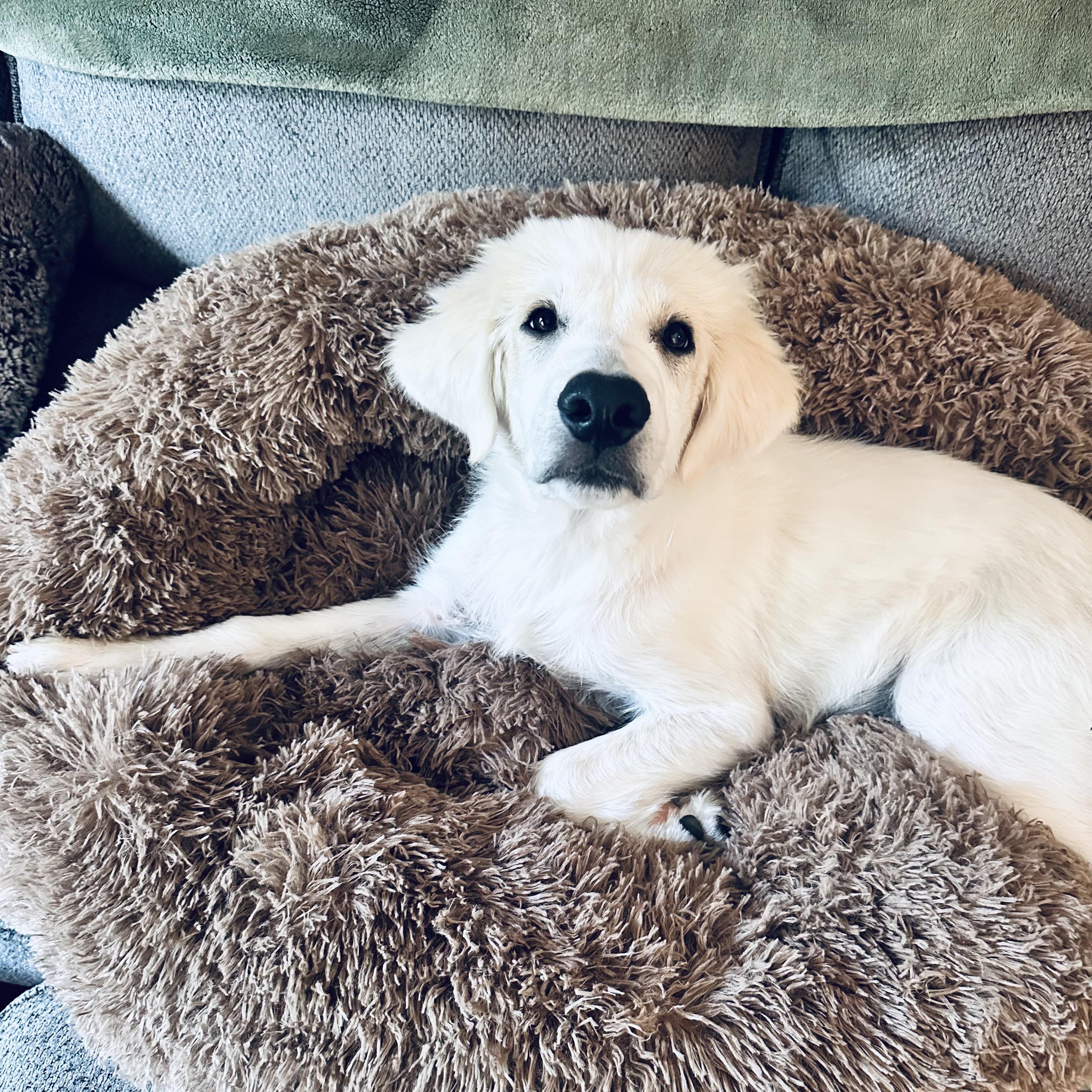 Ghost, adopted, Puppy Male Golden Retriever & Great Pyrenees.