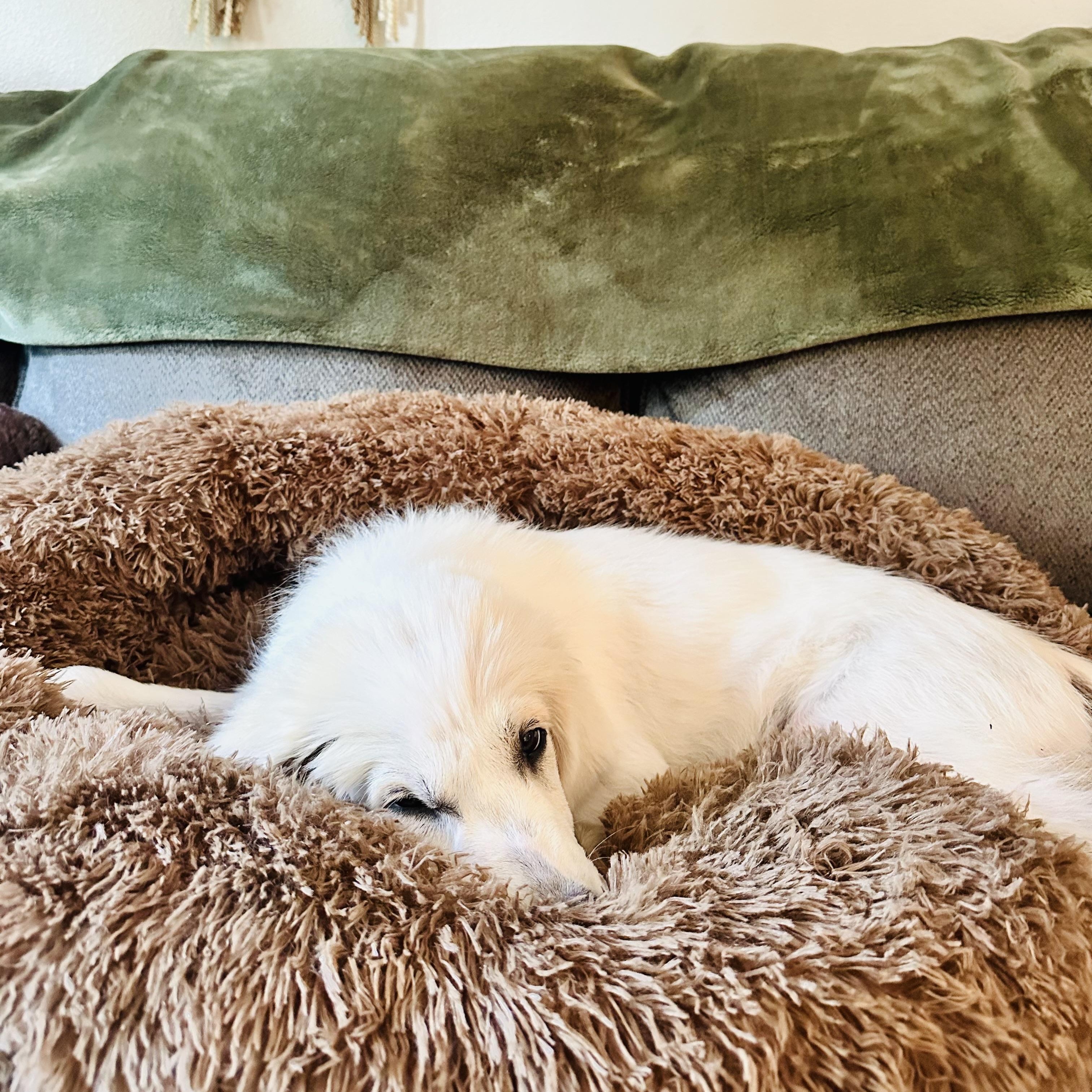 Ghost, an adopted mixed breed in Denver, CO image 2/6