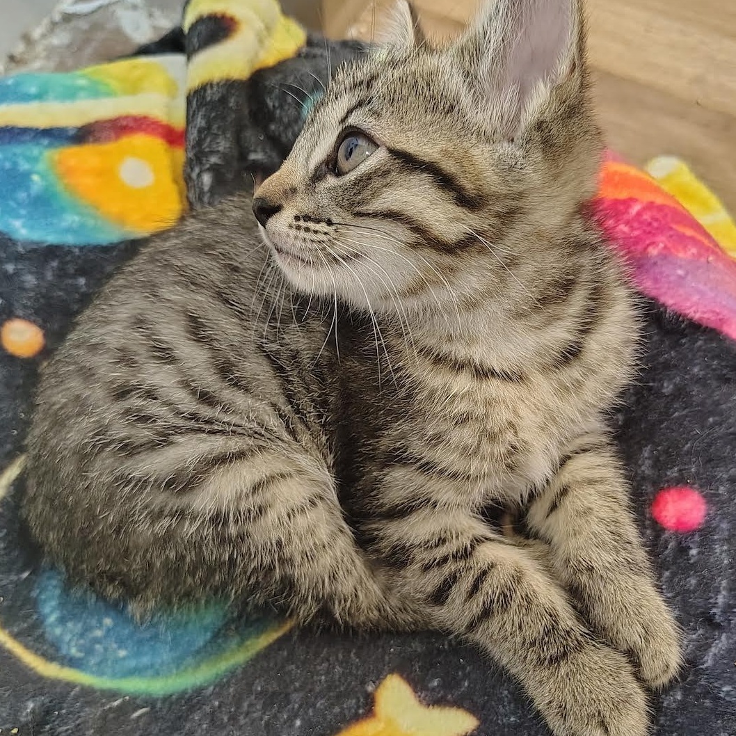 Enlarge Goblin, a Adoptable Domestic Short Hair in Portland, OR image 3/3