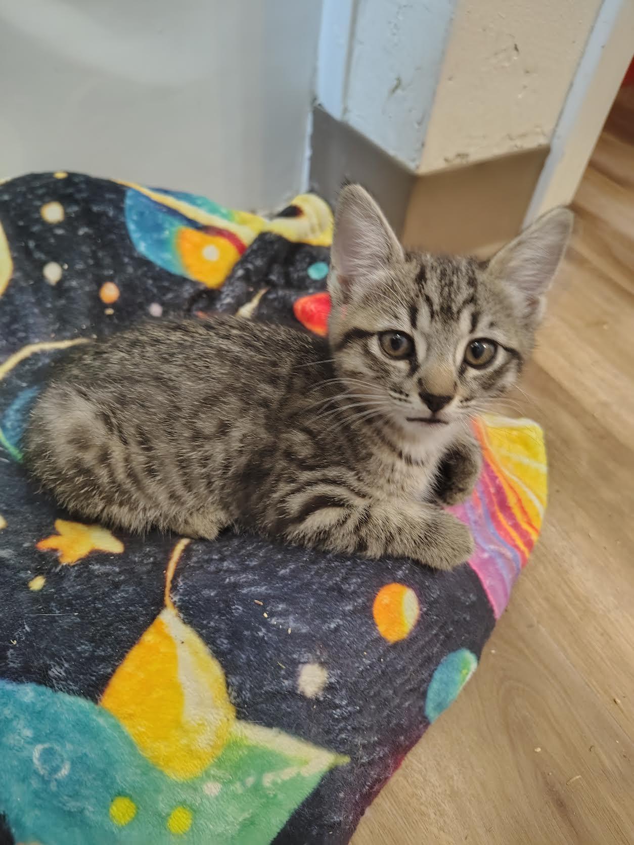 Goblin, Adoptable, Kitten Female Domestic Short Hair.