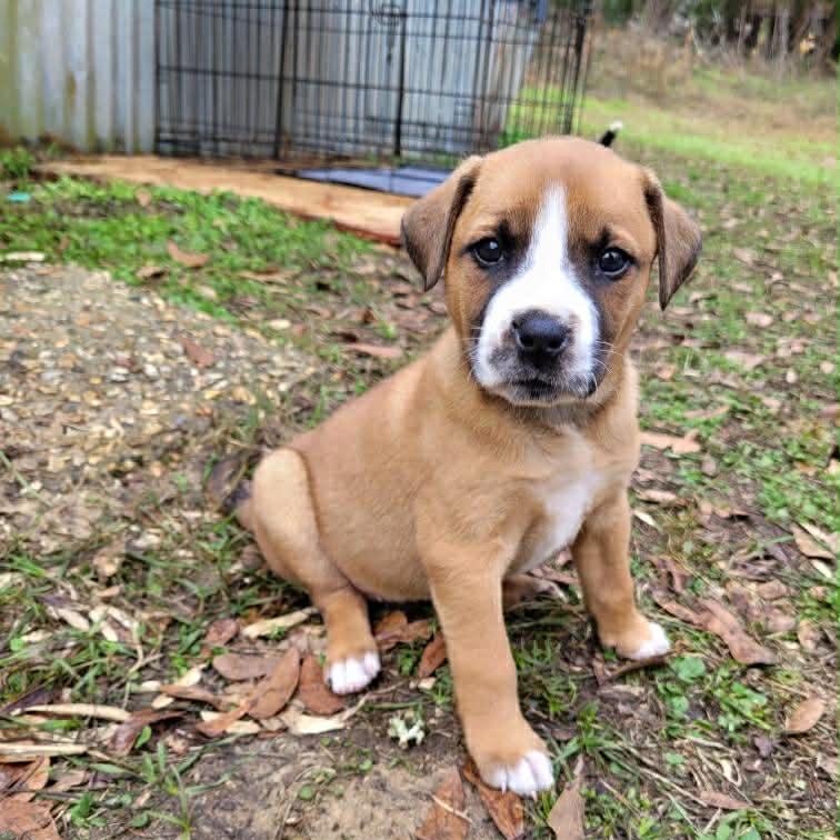 Zoey, ADOPTABLE, Puppy Female Boxer & Labrador Retriever.