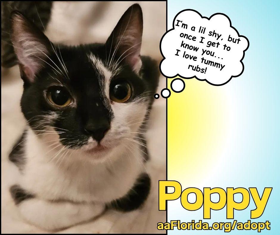 Poppy, Adoptable, Young Female Tuxedo & Domestic Short Hair.