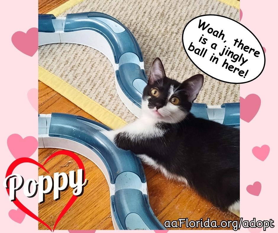 Poppy, Adoptable, Young Female Tuxedo & Domestic Short Hair.