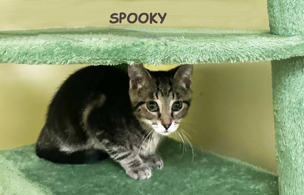 Spooky Avo 0825